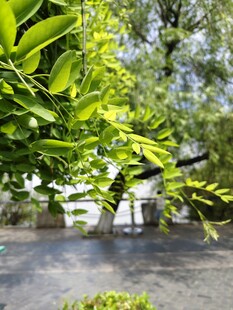绿叶掩映下的静谧场景