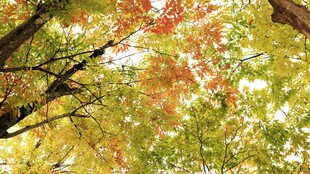 秋日斑斓树叶景观