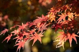 秋日红枫叶特写