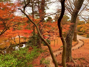 秋日枫林美景