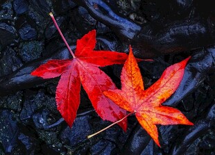 雨中红叶