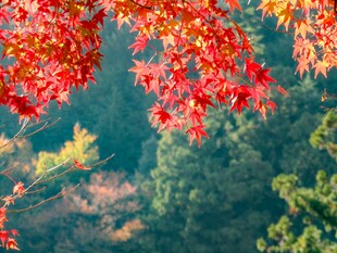 秋日红枫点缀山林美景