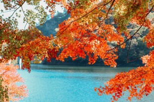 秋日湖畔红叶美景