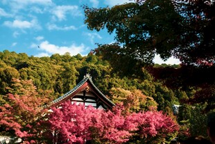 山间粉花掩映的古朴小屋