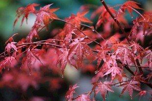 红枫叶特写