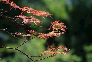 红枫叶枝特写