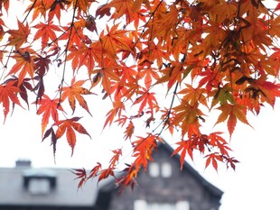 红枫叶下的古朴房屋