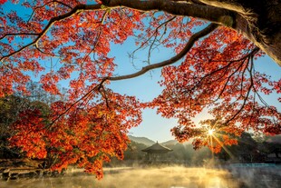 秋日红枫美景