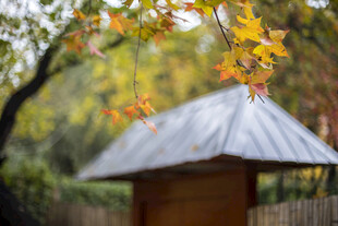 秋日小屋旁的斑斓树叶