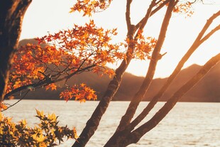 秋日湖边绚烂树枝美景