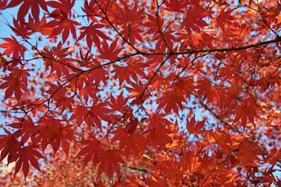 秋日红枫叶绚烂映蓝天