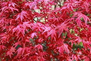 红枫叶景绚烂夺目