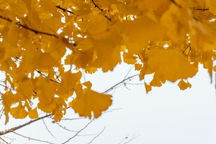 金黄银杏叶装点的秋日枝头