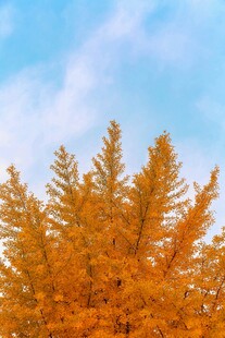 秋日金黄松树映蓝天