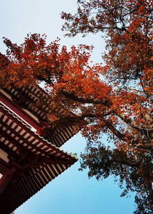 秋日古建旁的绚烂红叶