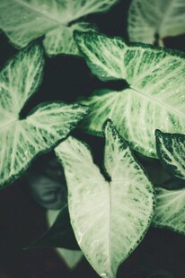 翠绿斑纹叶片植物特写
