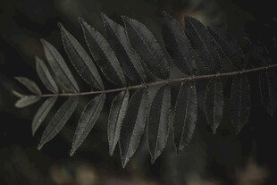 深色调蕨类植物叶片特写