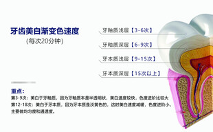 血管结构医学示意图
