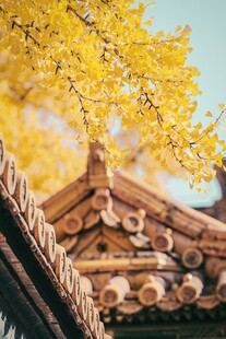 古建屋檐旁的金黄银杏叶