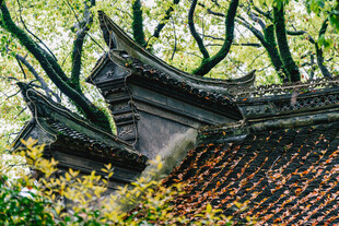 古建屋檐旁的葱郁绿意