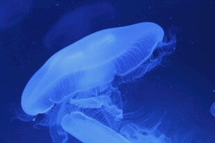 梦幻水母在水中飘逸