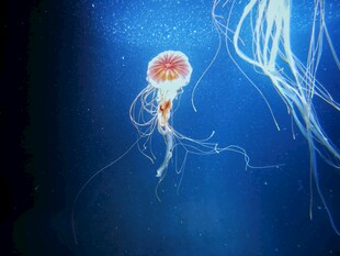 深海中的梦幻水母