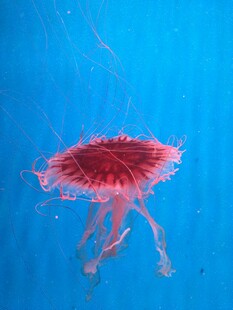 深海中的红色梦幻水母