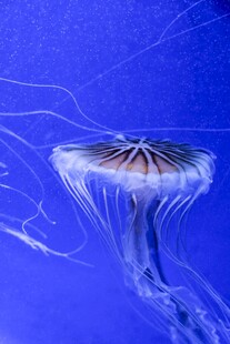 梦幻蓝色水母在水中飘逸