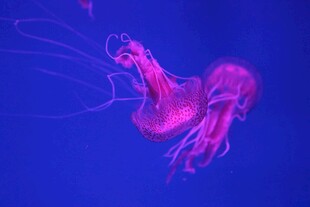梦幻紫水母在深海舞动