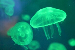 梦幻绿色水母水中游