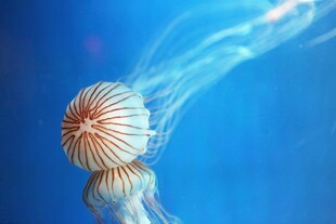 梦幻水母在水中优雅游动
