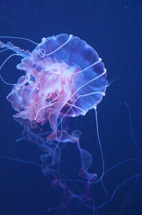 梦幻水母在深海中飘逸