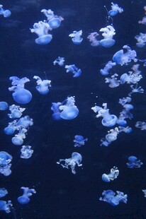 蓝色海洋中的漂浮水母