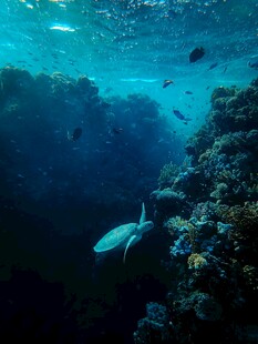 海底珊瑚