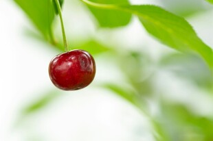 枝头红樱桃