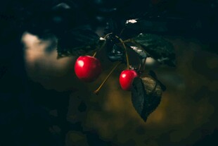 暗夜中的红樱桃