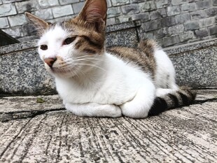 悠闲猫咪趴于石质地面