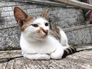 石地上休憩的可爱猫咪