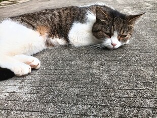 慵懒猫咪惬意躺地