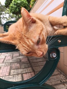橘猫慵懒趴椅上