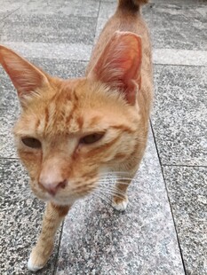 行走的橘猫