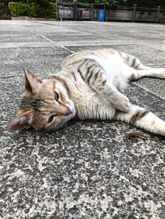 慵懒猫咪惬意躺地