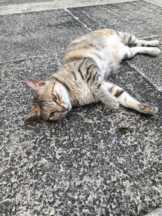 慵懒猫咪惬意躺地