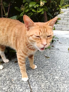 张嘴露齿的橘猫