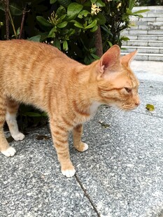 户外橘猫侧立地面