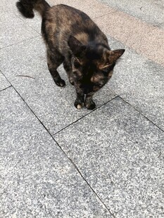 黑猫在地面上低头行走