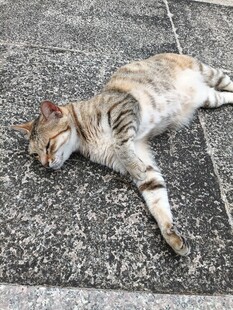 路边酣睡的条纹猫咪