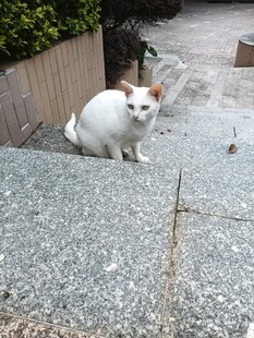 台阶上的白色猫咪