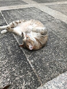 猫咪惬意躺地享受时光
