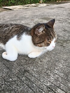 趴地休憩的可爱猫咪